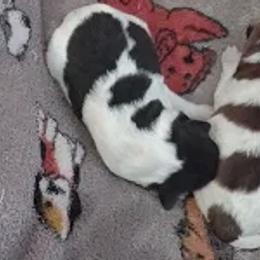 Boy 3 - Wire Fox Terrier puppy in Durham, North Carolina from Birchhurst NC Kennels
