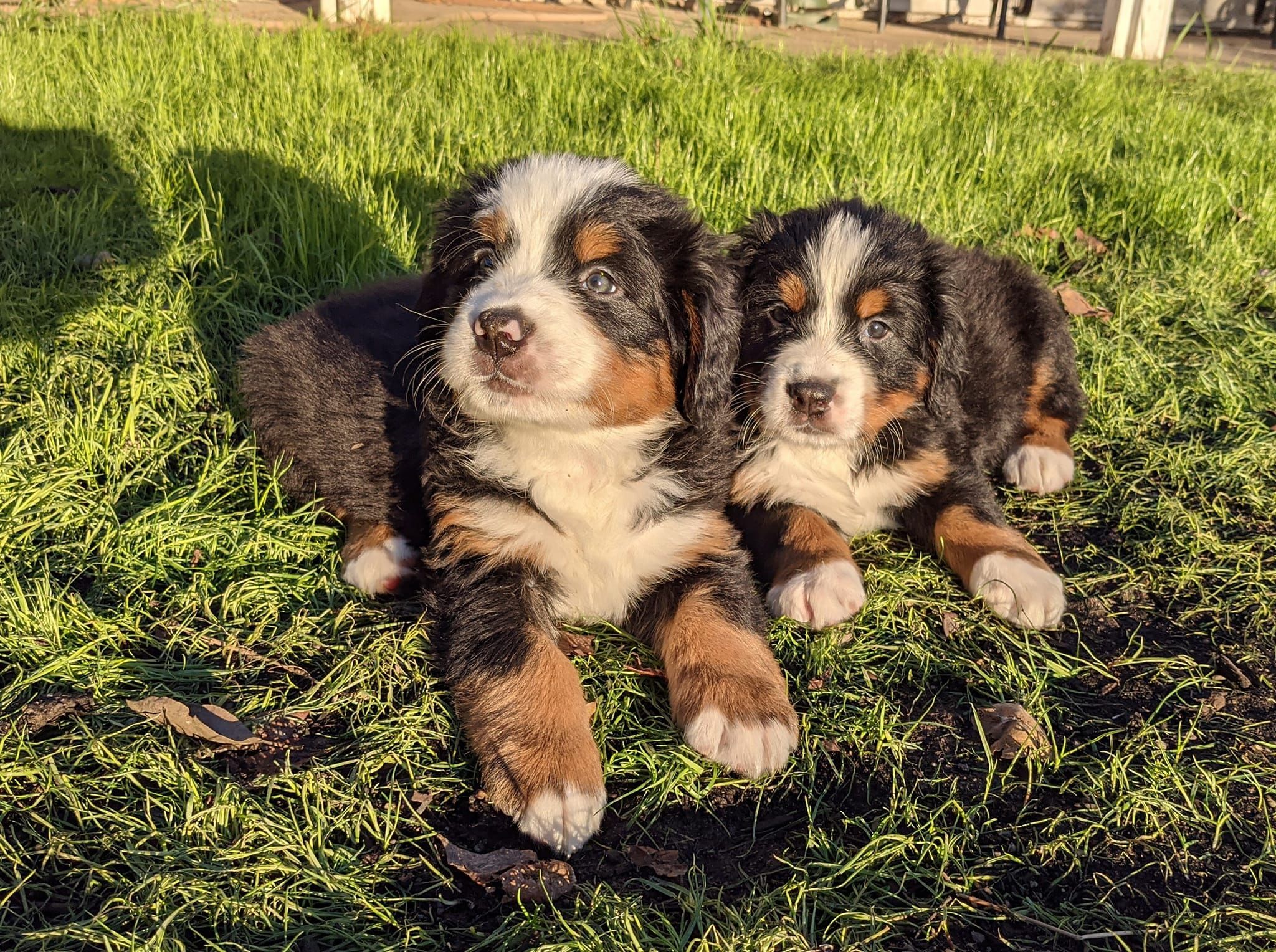 Black Forest Bernese In Oregon Bernese Mountain Dog Puppies, 59% OFF
