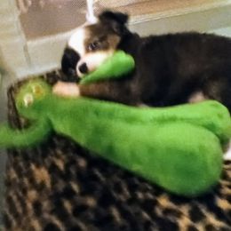 Chihuahua All Grown Up from Chi Angels