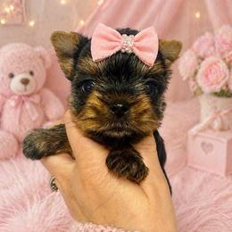 Ruby - Black and gold female Yorkshire Terrier puppy in Fredericksburg, Indiana from Yorkie Blessings