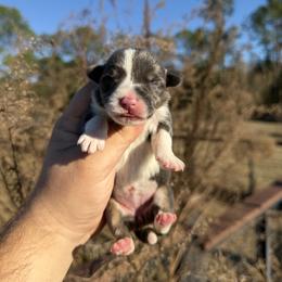Vee (Financing Available) - Blue female Pembroke Welsh Corgi puppy in Inverness, Florida from Canaan Farm Corgis