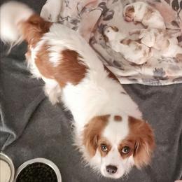 Reby - Cavalier King Charles Spaniel