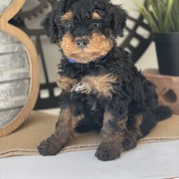 Bernedoodle, Goldendoodle, and Poodle Puppies from Bells Poodles n Doodles