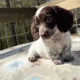 Corduroy - Piebald male Dachshund puppy in Jena, Louisiana from Greens Creek Kennel