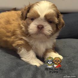 Nolen - Lilac male Shih Tzu puppy in Walkertown, North Carolina from Lil’ Bit’s Shih Tzu
