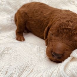 Purple Collar - Red  Poodle puppy in Nicholasville, Kentucky from Lexington Poodle Company