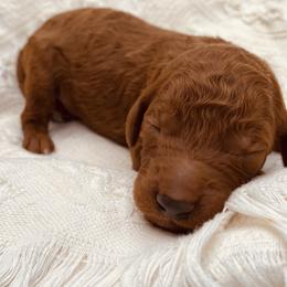 Purple Collar - Red  Poodle puppy in Nicholasville, Kentucky from Lexington Poodle Company