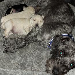 Schnoodle puppies from Shrivers' Sweethearts
