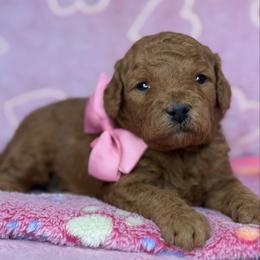 Faith - pink collar - Red  female Goldendoodle puppy in Yuciapa, California from AlltheDoodlez_