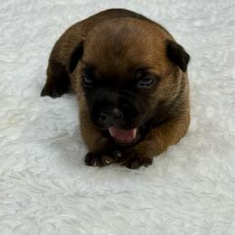 Male 1 - Red male Staffordshire Bull Terrier puppy in Lakeland, Florida from English Creek Staffords
