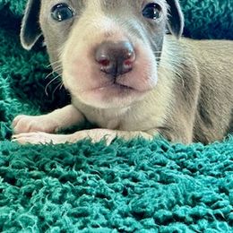 Italian Greyhounds from Castro’s Italian greyhounds