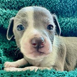 Italian Greyhounds from Castro’s Italian greyhounds