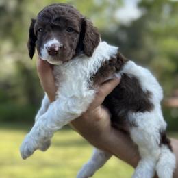 Lil - Parti female Poodle puppy in Spring Hills, Florida from The Olympus Standard Poodle