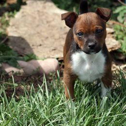 Rat Terrier Puppies from River Ridge Rat Terriers