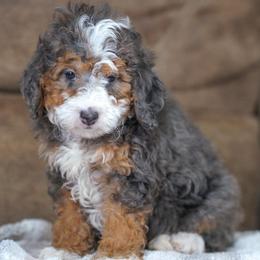 Chic - Blue merle female Bernedoodle puppy in Dundee, Ohio from Down Home Doodle