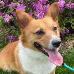 Turbo - Pembroke Welsh Corgi