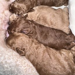 Poodle Puppies from Chamberland Poodles
