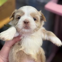Green boy - Liver male Shih Tzu puppy in Berkeley Springs, West Virginia from Sandridge Shih Tzus