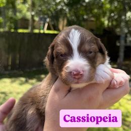 Casseopeia (long tail) - Red tri-color female Australian Shepherd puppy in Jacksonville, Florida from Solace Australian Shepherds