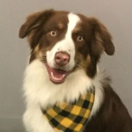 Shadow - Australian Shepherd