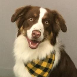 Shadow - Australian Shepherd