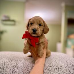 Red collar boy - Apricot male Goldendoodle puppy in Dupont, Washington from Willow Tree Doodles