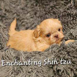 Akc, WU blonde lavender 1300 - Liver male Shih Tzu puppy in Dexter, Kentucky from Enchanting Shih tzu