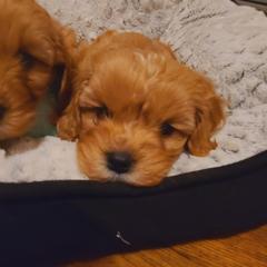 Cavalier King Charles Spaniel and Cavapoo Puppies from Sunset Valley Cavaliers