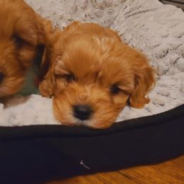 Cavalier King Charles Spaniel and Cavapoo Puppies from Sunset Valley Cavaliers