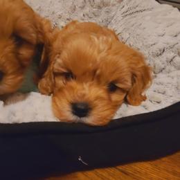 Cavalier King Charles Spaniel and Cavapoo Puppies from Sunset Valley Cavaliers