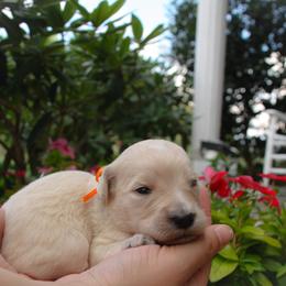 Australian Shepherd, Goldendoodle, and Poodle Puppies from 5AFarms