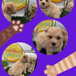 Arya - Apricot female Maltipoo puppy in Wayland, New York from Loris Pampered Pooches💕