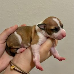 Lucky - Red male Italian Greyhound puppy in New Port Richey, Florida from The Noodle Nest