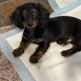 Koa 2,360 - Black and tan male Dachshund puppy in Gatesville, Texas from Emily’s Doxie Domain