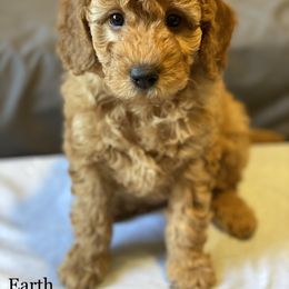 Goldendoodle Puppies from Zink Doodles