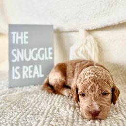 Suede - Apricot female Labradoodle puppy in Elizabeth City, North Carolina from Howdy Doodles