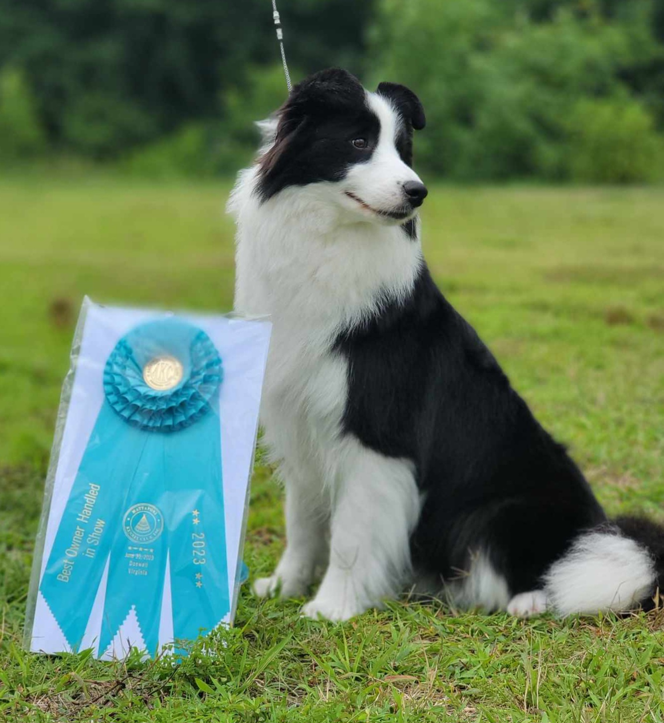 Border Collie All Grown Up from Coylety Kennel