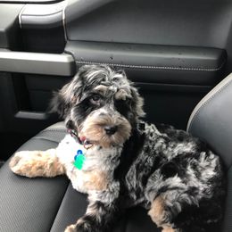 Aussiedoodles and Poodles from Rebels Run Ranch