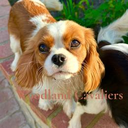 Poppi - Cavalier King Charles Spaniel