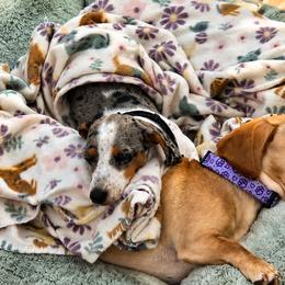 Dachshunds from Prairie Ridge Dachshunds