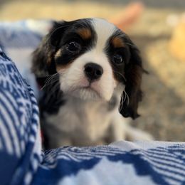 Hot Pink Collar - Tri-color female Cavalier King Charles Spaniel puppy in Somerset, California from Cantina Labs and Cavs