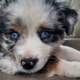 Miniature American Shepherds and Miniature Australian Shepherds from Blackjack Mini Aussies