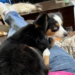 Daisy - Toy Australian Shepherd