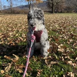 Bernedoodle and Goldendoodle Puppies from A.N.A. Doodles