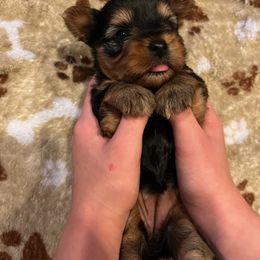 Allison - Black and tan Yorkshire Terrier puppy in Junction City, Ohio from On The Edge Of A Dream Yorkies