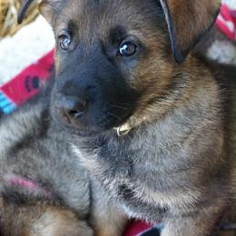 Yellow collar boy - Sable male German Shepherd puppy in Molalla, Oregon from Von Overen German Shepherds