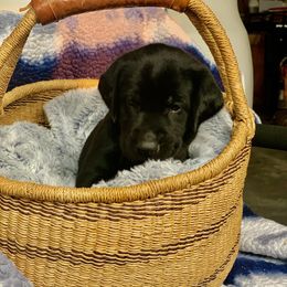 Floyd - Black male Labrador Retriever puppy in Winnemucca, Nevada from Oakley's Mountain View Kennel