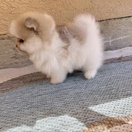 Drizzle - Cream parti male Pomeranian puppy in Eagle Pass, Texas from Texas Tumbleweed Poms