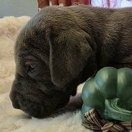 Twix - Blue brindle female Great Dane puppy in Albany, Oregon from Red Cloud Australian Shepherds and DeGray Great Danes & Bulldogs