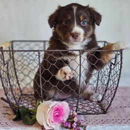 Ruby - Red tri-color female Australian Shepherd puppy in Mountain Grove, Missouri from K Bar H Farms